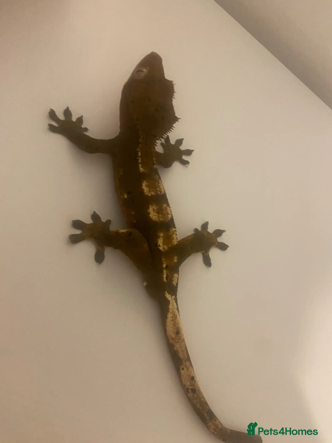 Gecko reptiles for sale: Male crested gecko  - Advert 1
