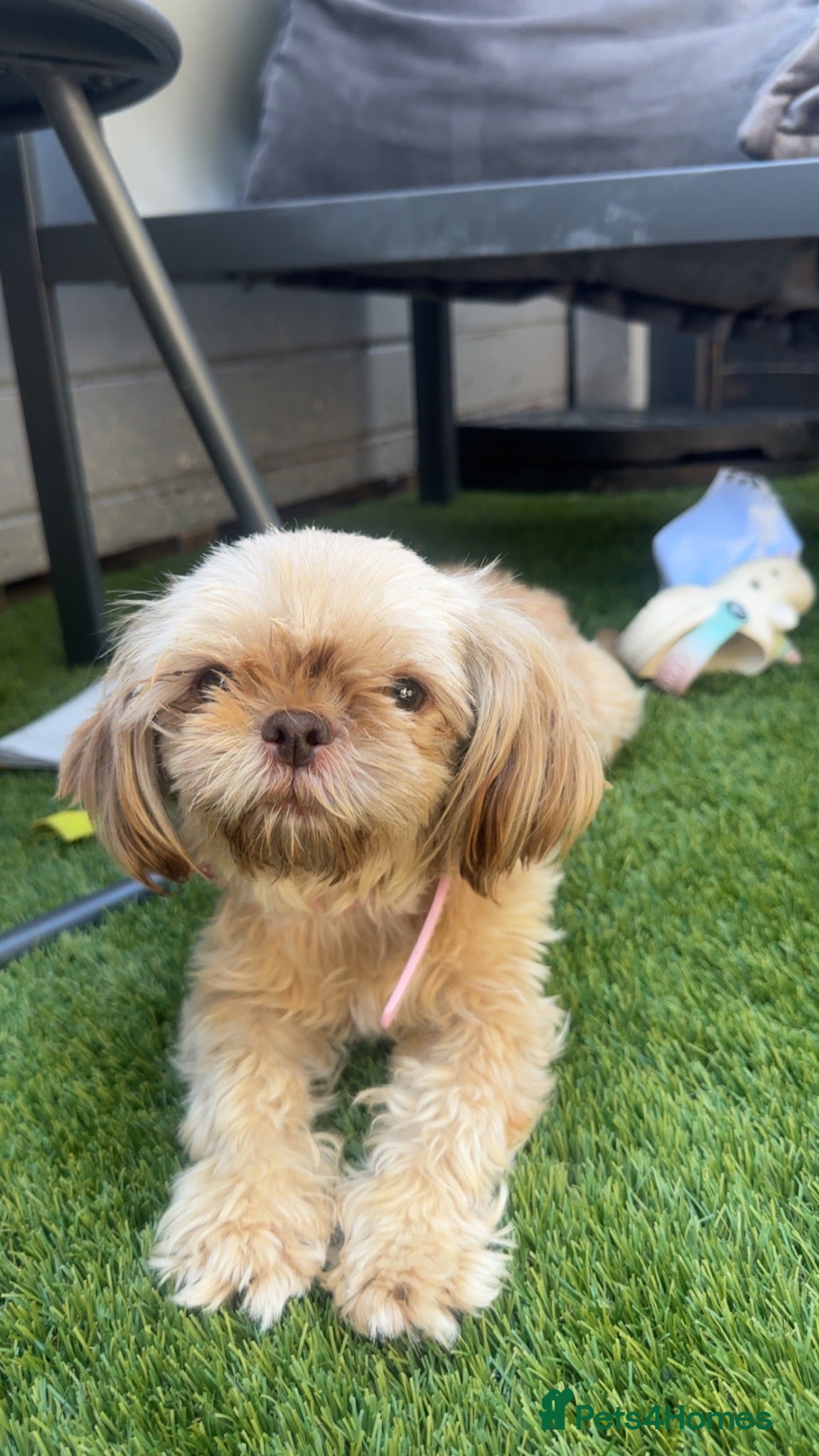Shihpoo dogs Imperial Shih Tzu/merle toy poodle - Advert 1