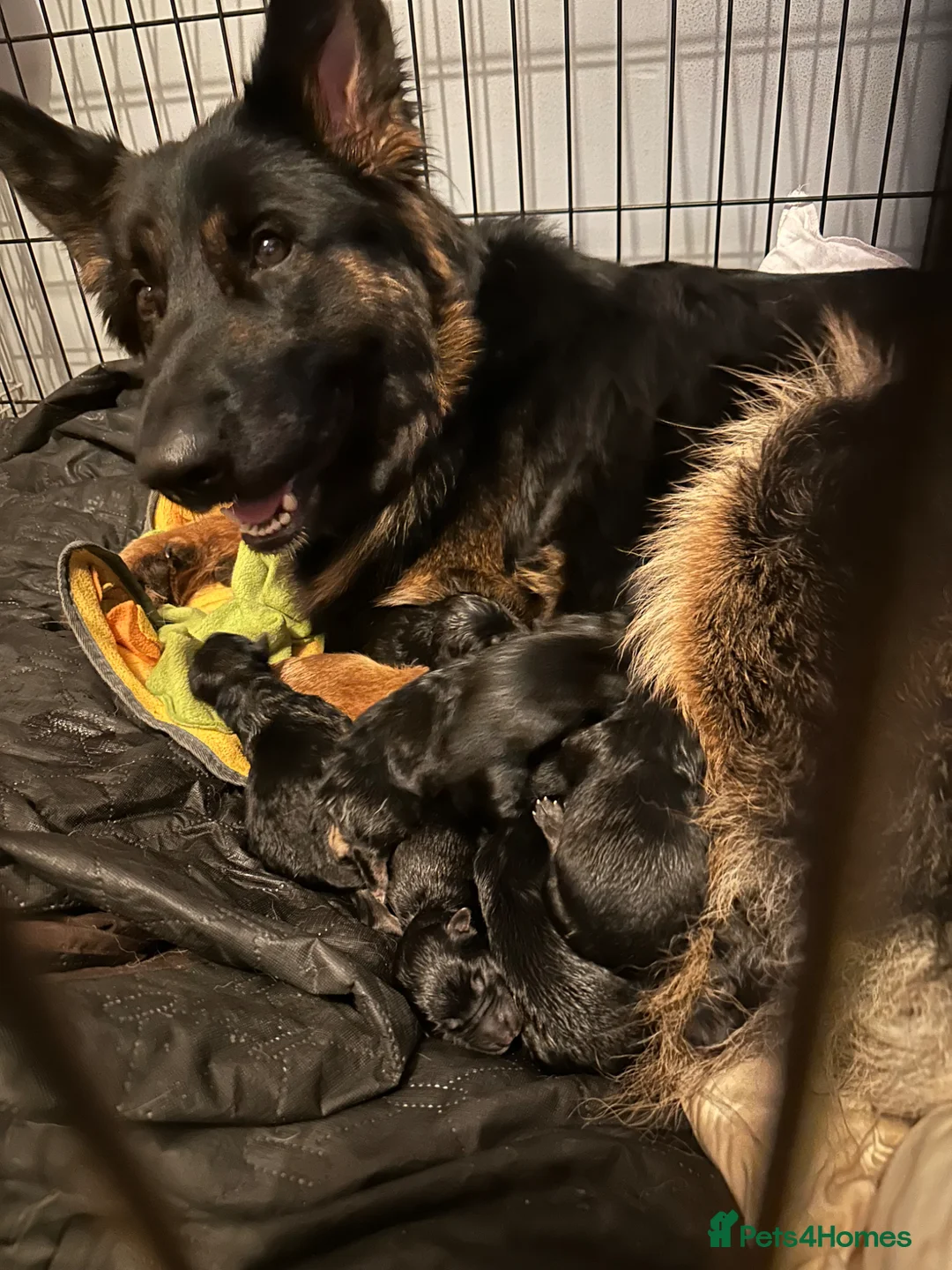 German Shepherd dogs for sale: German shepherds puppies  in Shefford - Advert 1