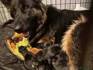 German Shepherd dogs German shepherds puppies - Advert 7