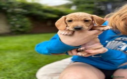 Miniature Dachshund dogs for sale: Miniature dachshund puppies ready 10/08/25 - Image 10