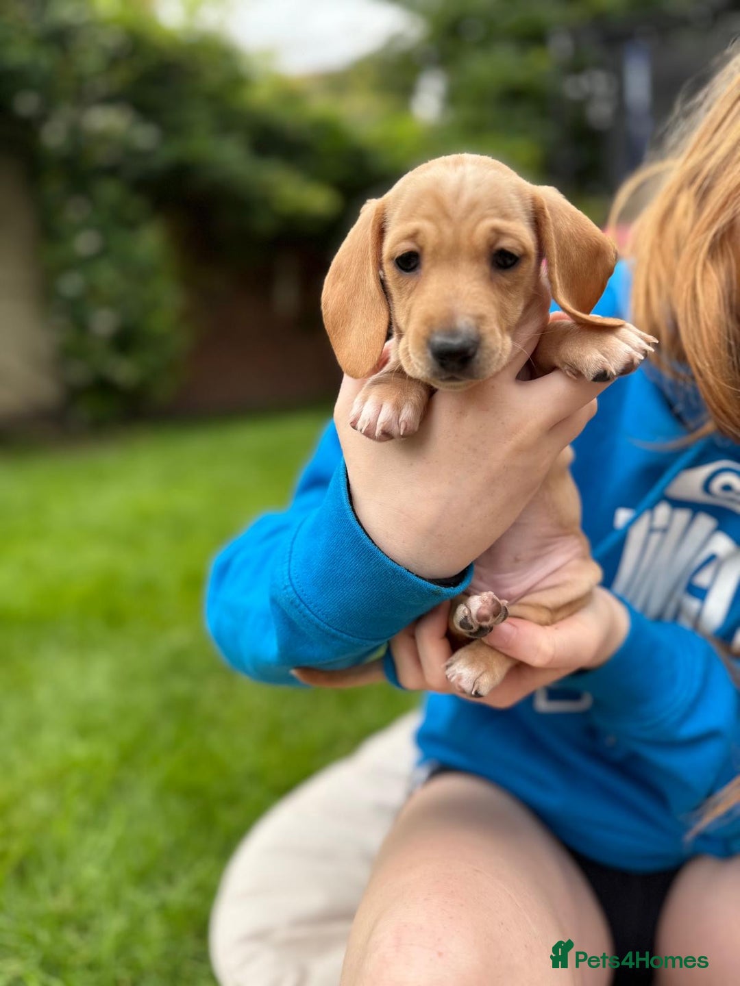 Miniature Dachshund dogs for sale: Miniature dachshund puppies ready 10/08/25 - Image 10