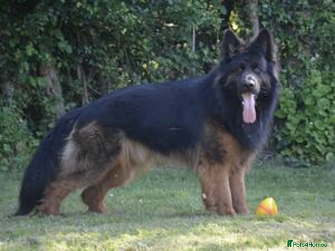 German Shepherd dogs for sale: Long coat GSD Pups With Health tested Parents - Advert 4