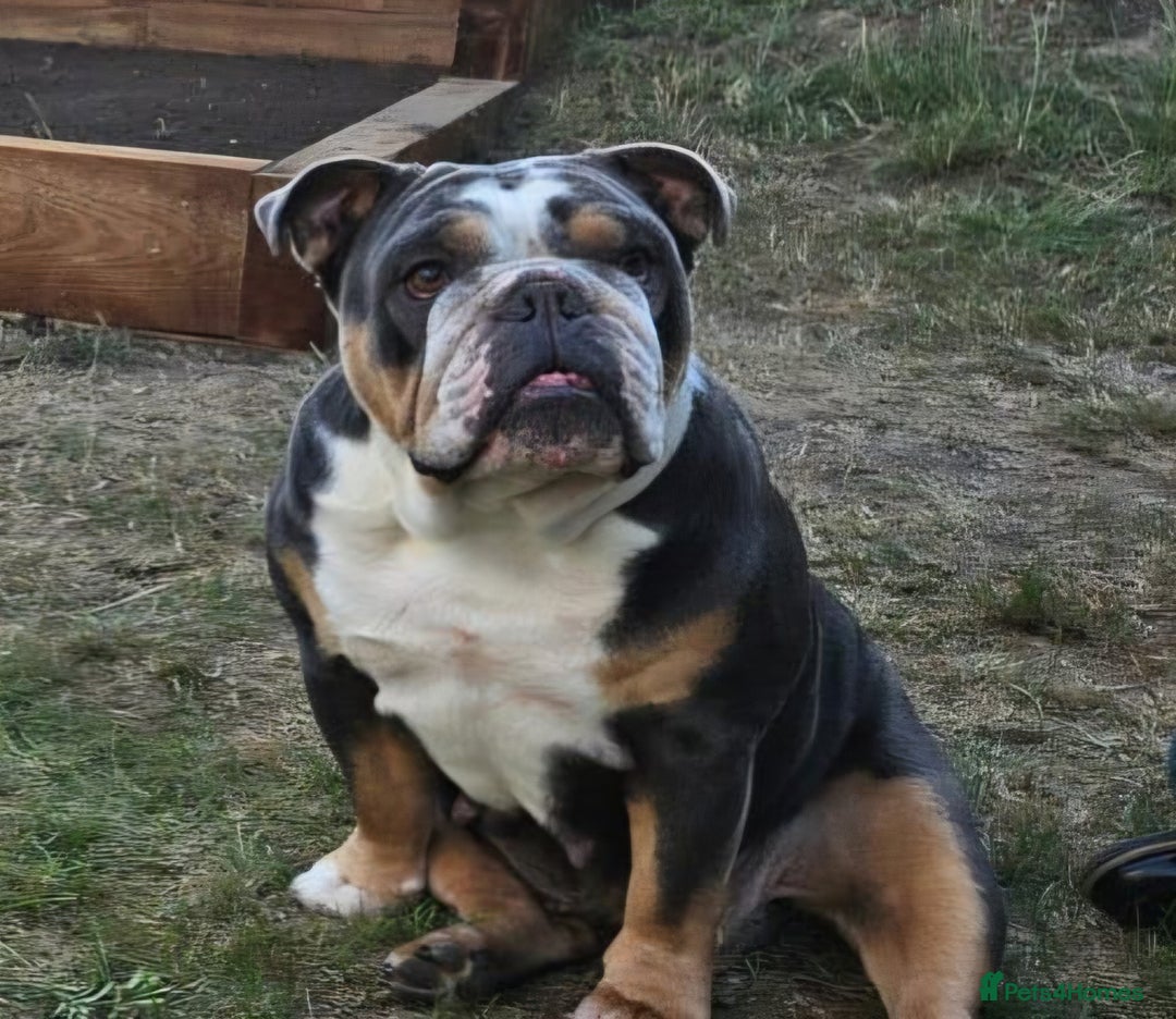 English Bulldog dogs for sale: Beautiful female english bulldog - Advert 7