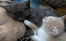 Mixed Breed cats for sale: Ready for Summer Holidays  - Image 6