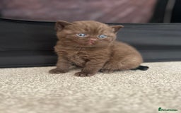 British Shorthair cats for sale: TICA Registered British Shorthair Kittens - Image 3