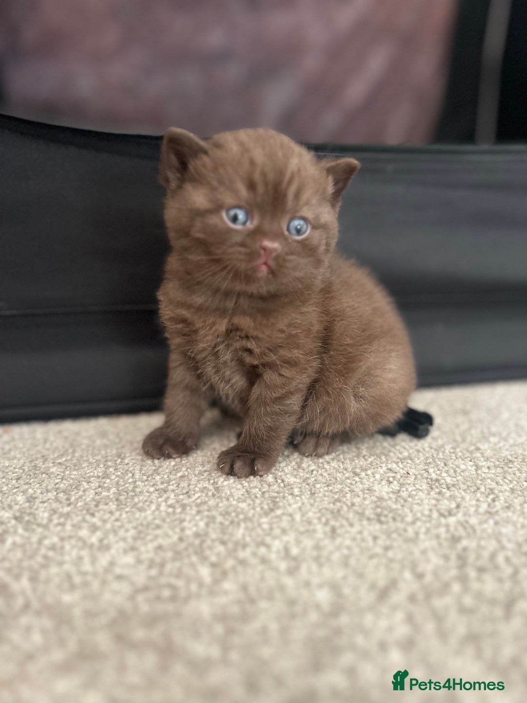 British Shorthair cats for sale: TICA Registered British Shorthair Kittens - Image 3