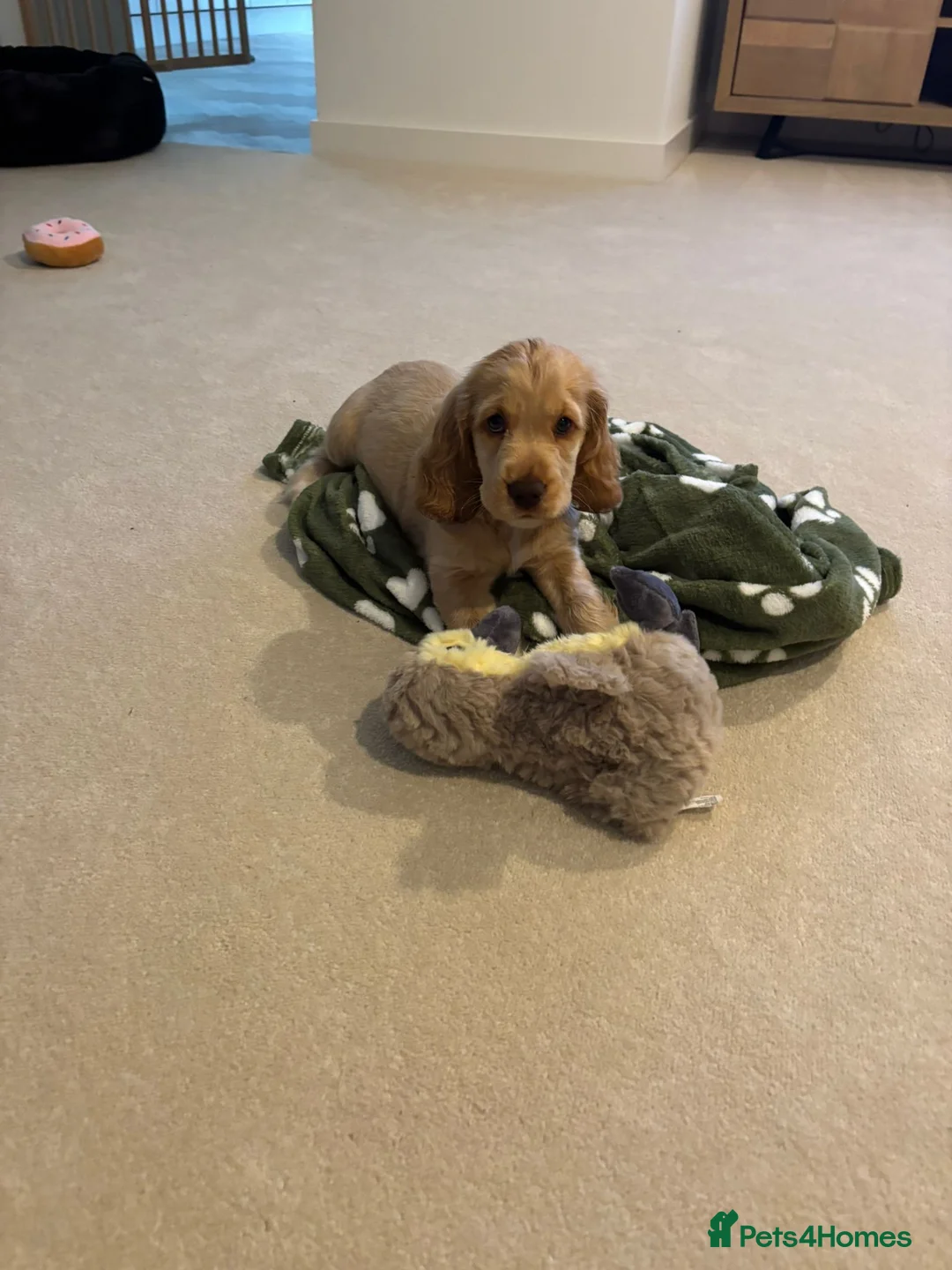 Cocker Spaniel dogs for sale: Lemon Show Cocker Spaniel Female - Advert 3