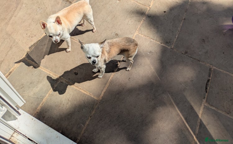 Chihuahua dogs - Advert 4