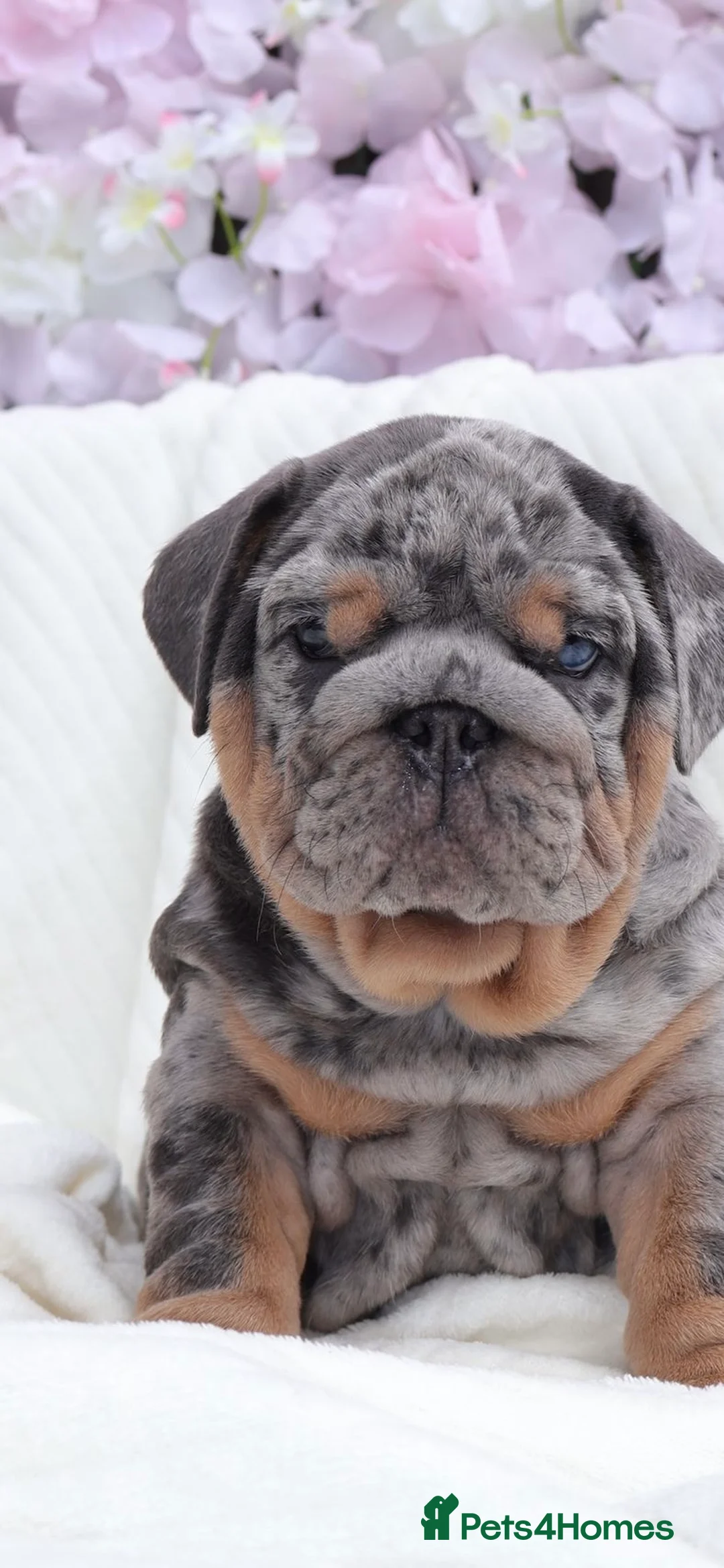 English Bulldog dogs for stud: Bugzy - Advert 8