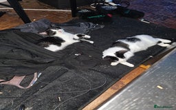 Mixed Breed cats for sale: Chocolate chip and Oreo in Enfield - Image 2