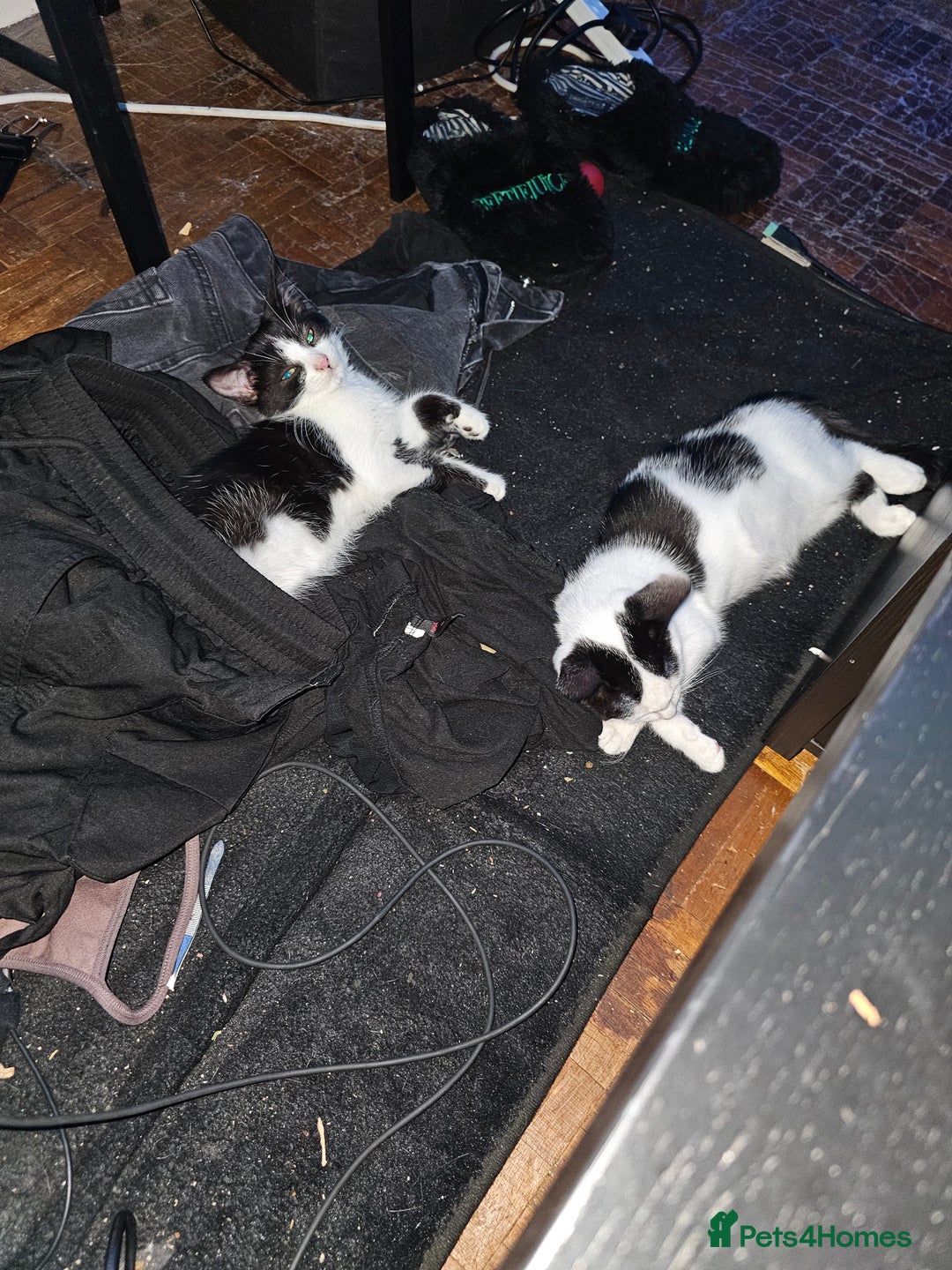 Mixed Breed cats for sale: Chocolate chip and Oreo in Enfield - Image 2