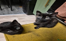 Domestic Shorthair cats for sale: Kittens - Image 5