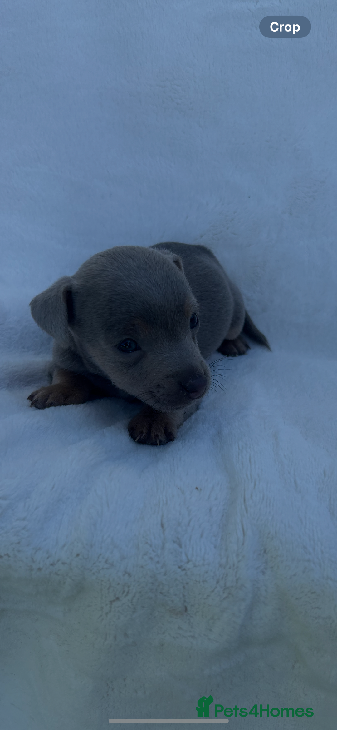 Jack Russell dogs for sale: Stunning Jack Russell Puppies  - Image 12