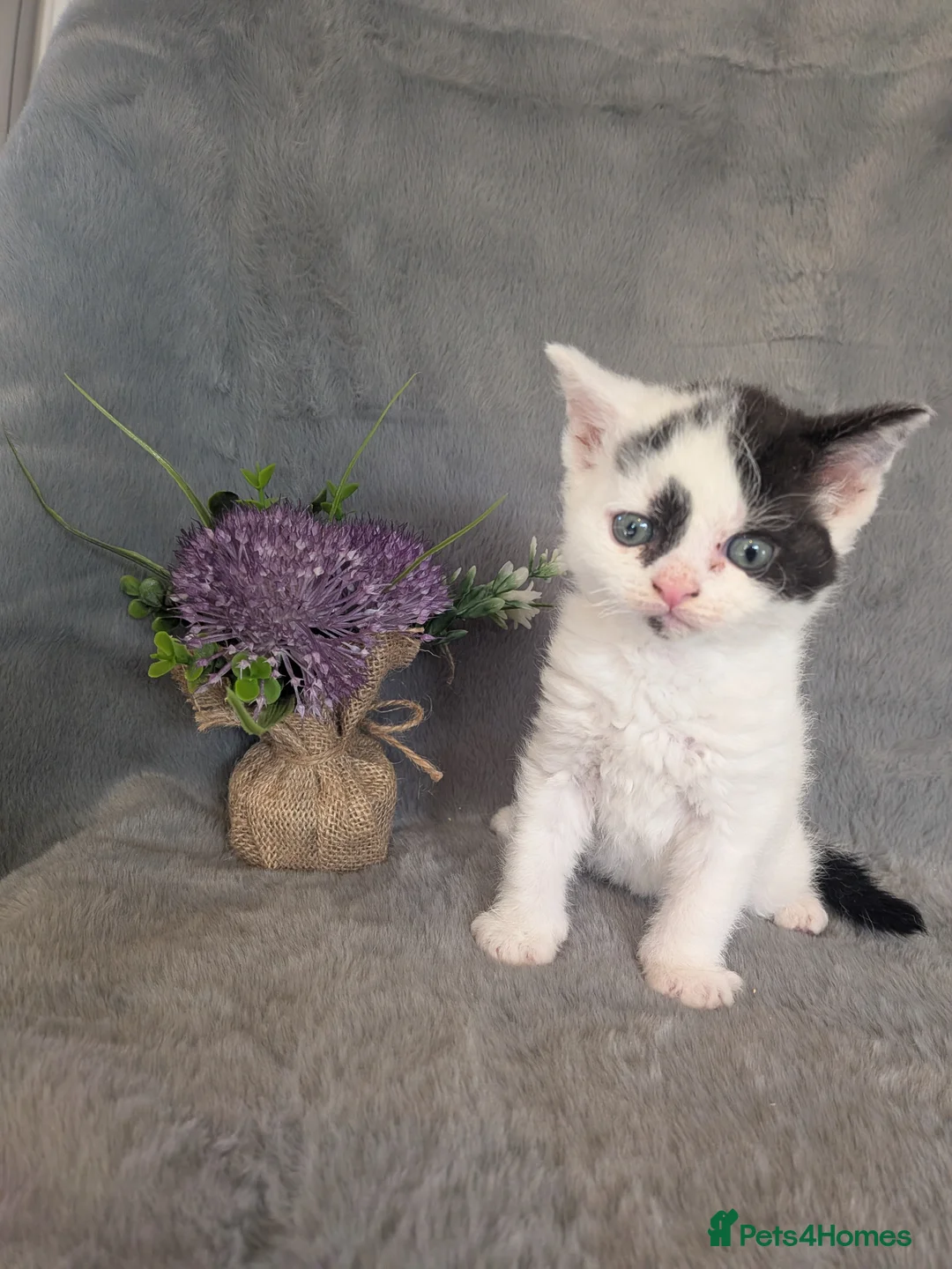 Selkirk Rex cats for sale: Beautiful Kittens – From Pedigree Selkirk Rex Mum - Advert 3