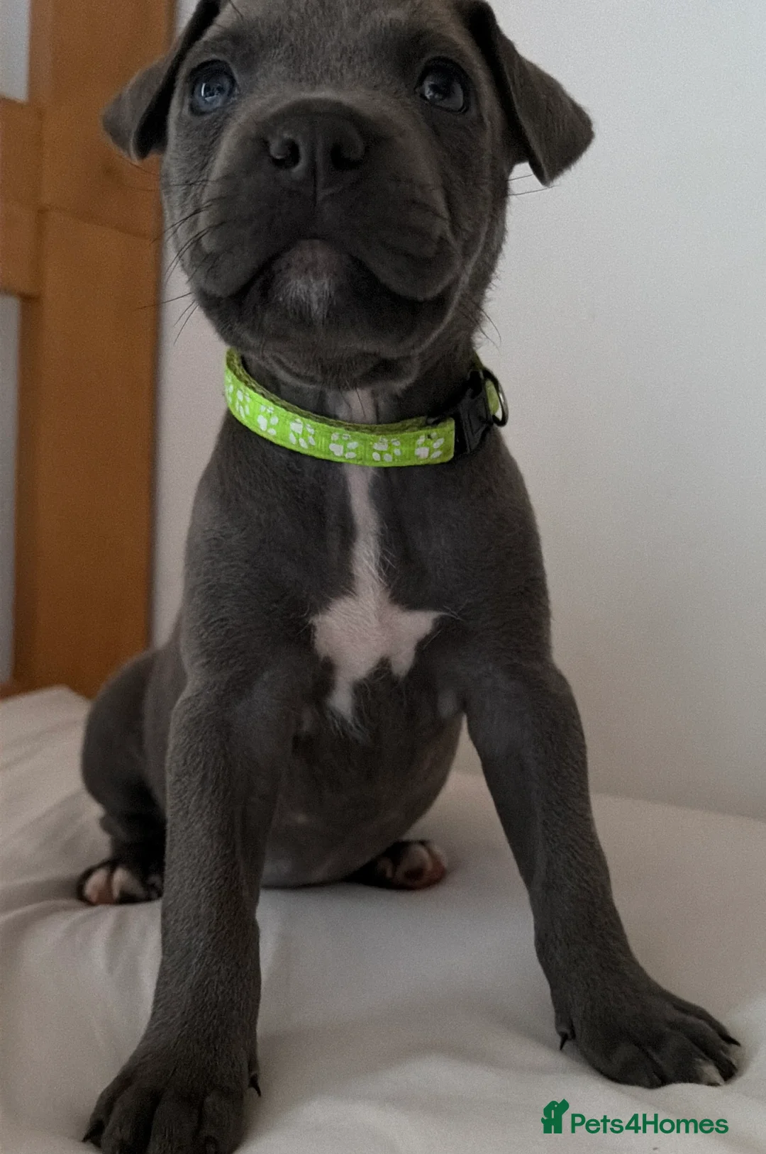 Mixed Breed dogs for sale: Amercian Staff Mix 10 weeks  - Advert 7