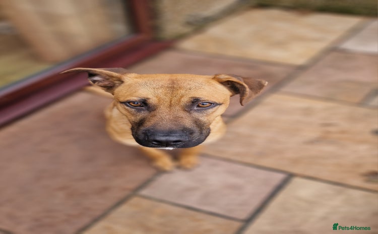 Mixed Breed dogs Bulldog cross German Shepherd puppy - Advert 11