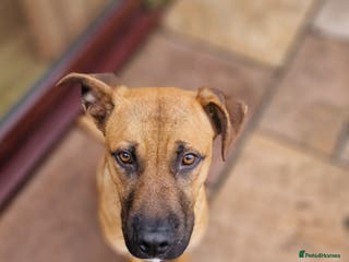 Mixed Breed dogs Bulldog cross German Shepherd puppy - Advert 12