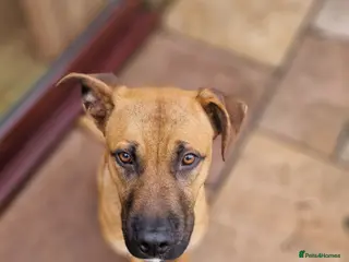 Mixed Breed dogs Bulldog cross German Shepherd puppy - Advert 13