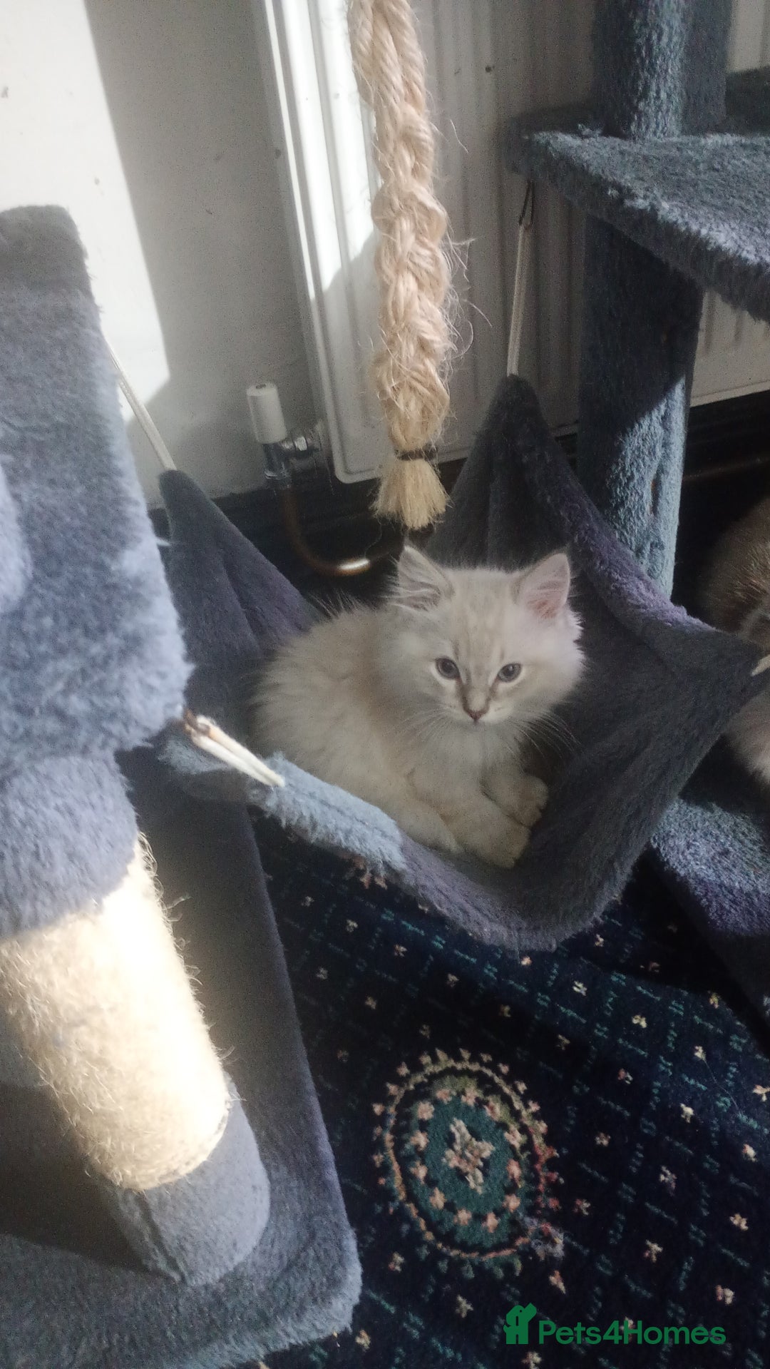 Ragdoll cats for sale: Beautiful full ragdoll kittens £695 - Advert 5