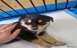 Mixed Breed dogs for sale: Adorable Rottsky Pups - Image 7