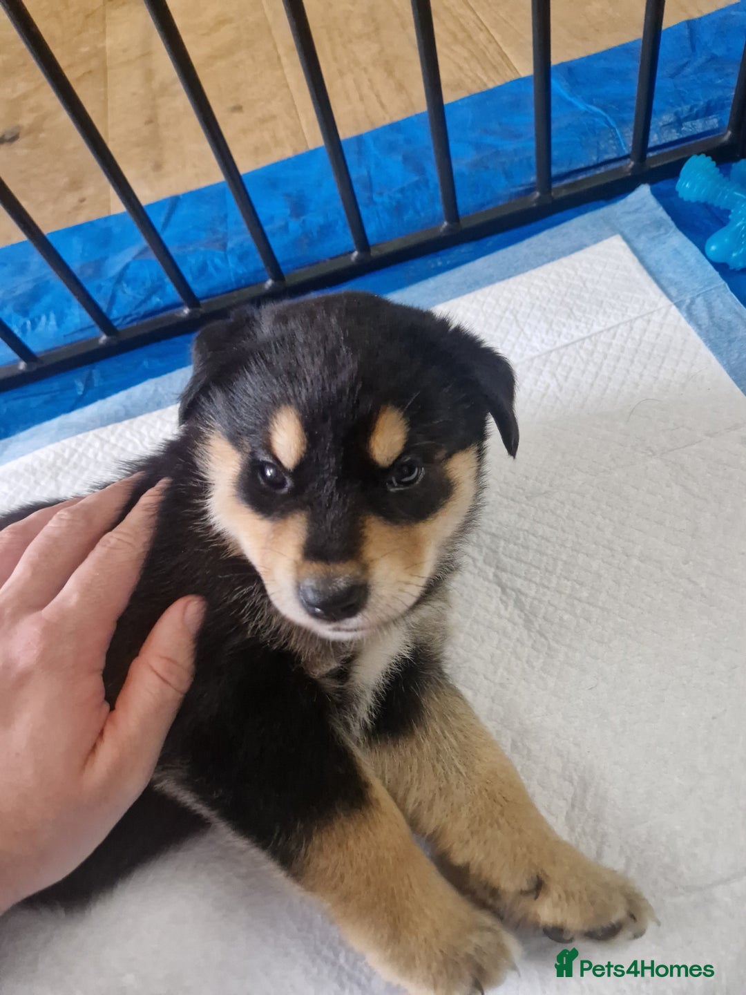 Mixed Breed dogs for sale: Adorable Rottsky Pups - Image 7