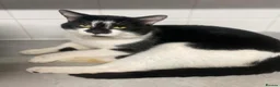 Mixed Breed cats for sale: Male cat  - Advert 1