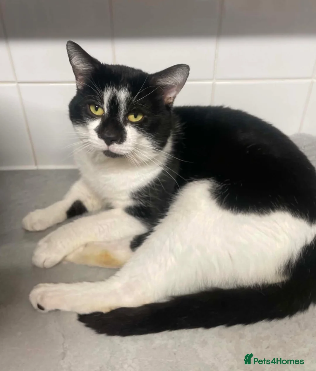 Mixed Breed cats for sale: Male cat  - Advert 1