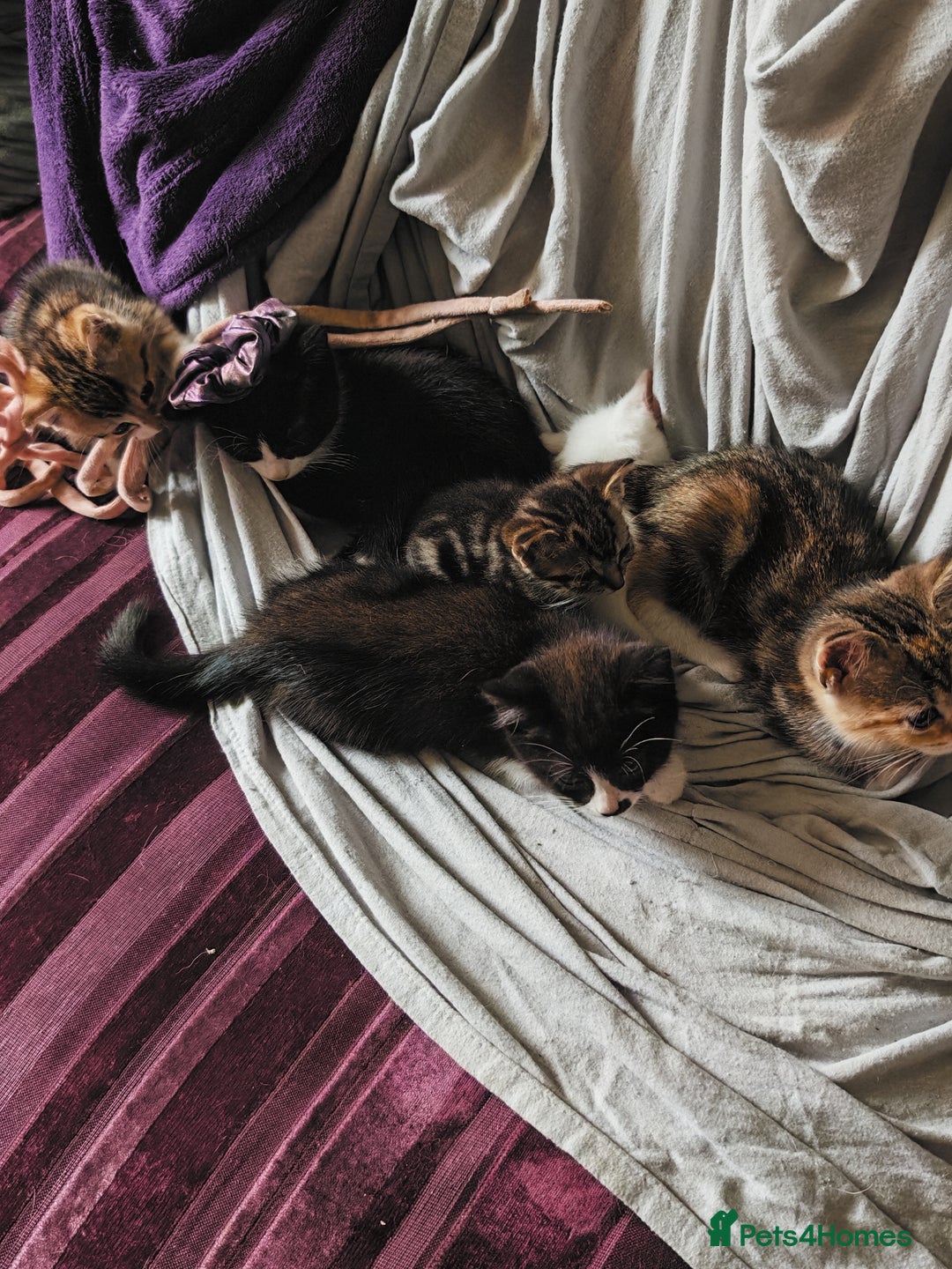 Khao Manee cats for sale: Mixed price Khao Manee kittens  - Image 39
