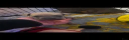 Mixed Breed dogs for sale: 3 Beautiful frenchbulldogxwhippets - Advert 9