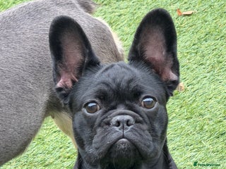 French Bulldog dogs French Bulldogs - Advert 21