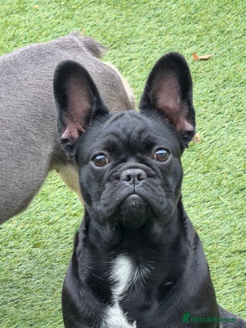 French Bulldog dogs French Bulldogs - Advert 14
