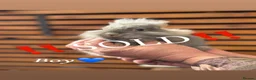 Lionhead rabbits for sale: Lionhead babies ready now 8 weeks old - Advert 12