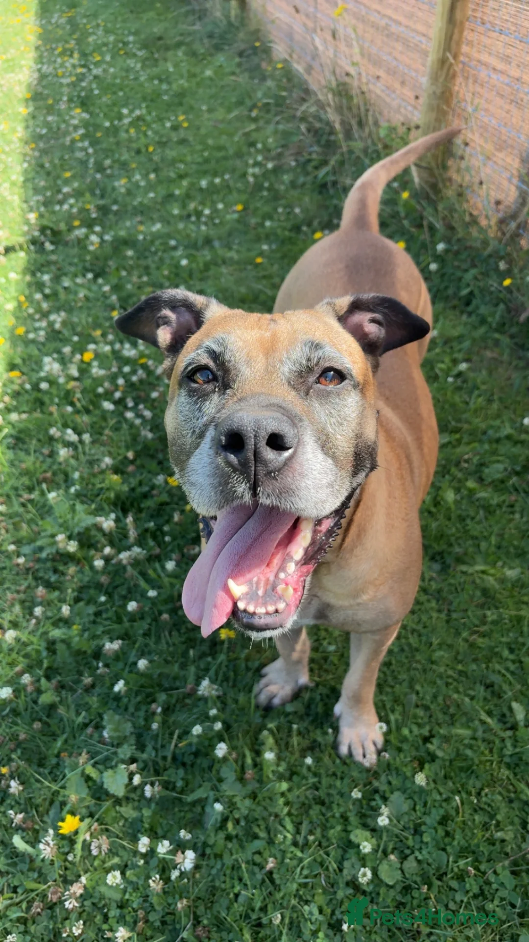 Mixed Breed dogs for sale: Presa Canario mixes in Warrington - Advert 1