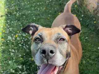 Mixed Breed dogs Presa Canario mixes - Advert 5