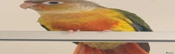 Conures birds for sale: Only Two Female Pineapple Conures Left, £350 Each - Advert 2