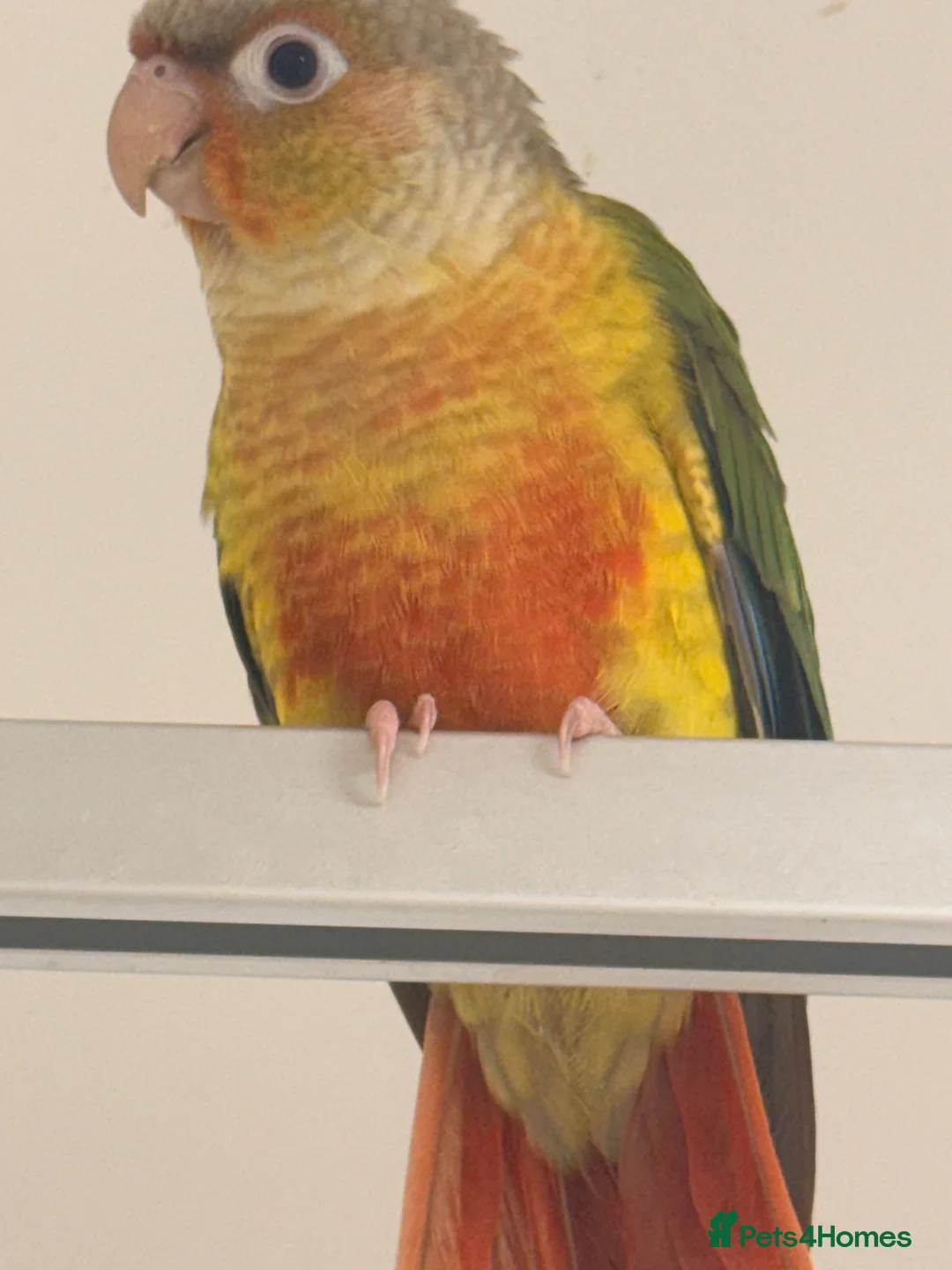 Conures birds for sale: Only Two Female Pineapple Conures Left, £350 Each - Advert 2