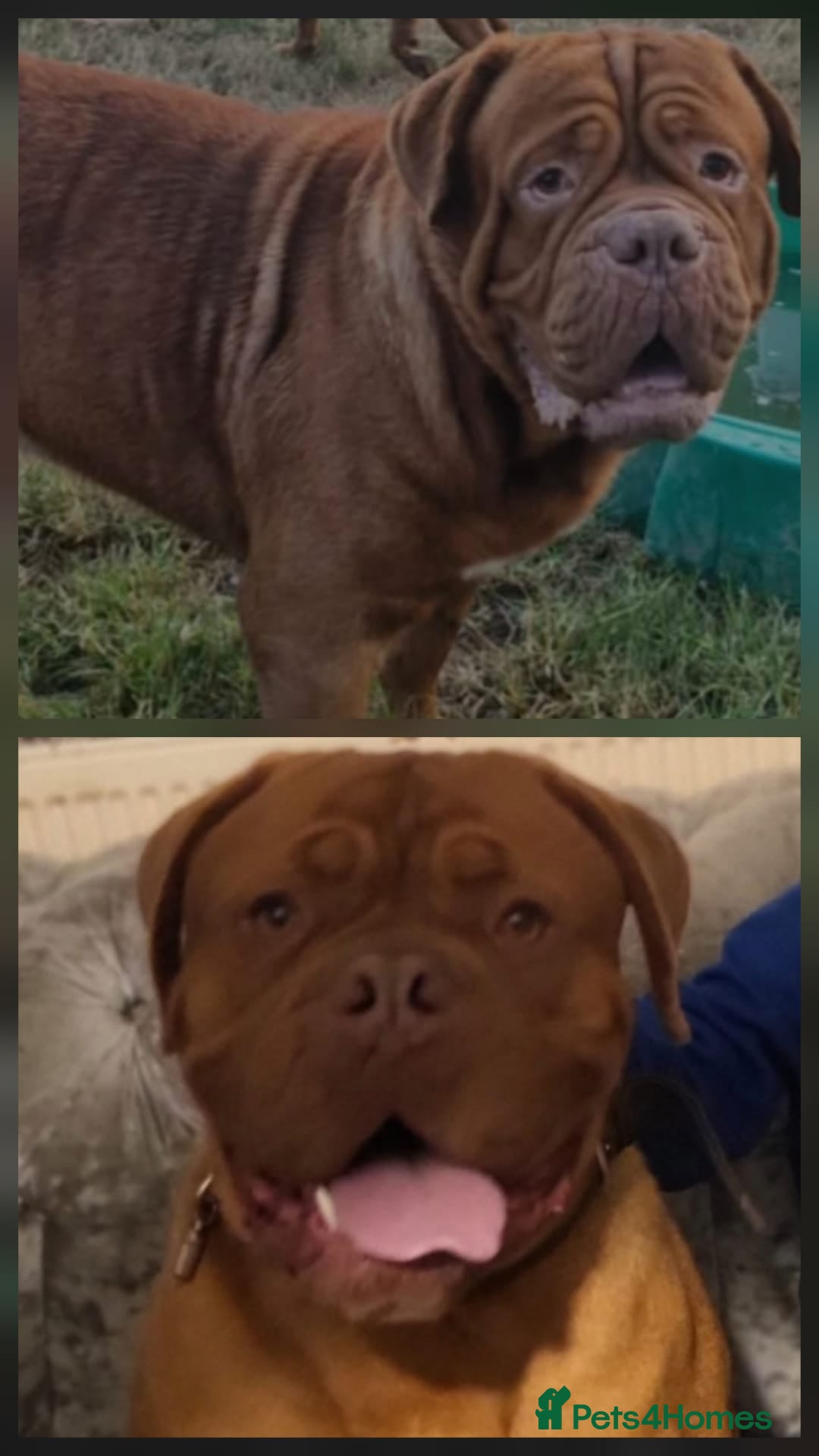 Dogue De Bordeaux dogs KC Registered Dogue de Bordeaux Pups expected  - Advert 8