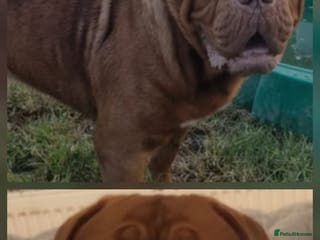 Dogue De Bordeaux dogs KC Registered Dogue de Bordeaux Pups expected - Advert 7