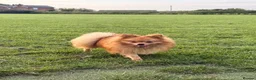 Pomeranian dogs for stud: 🐾Goofy 👀Those Eyes Say It All ❤️ - Advert 2
