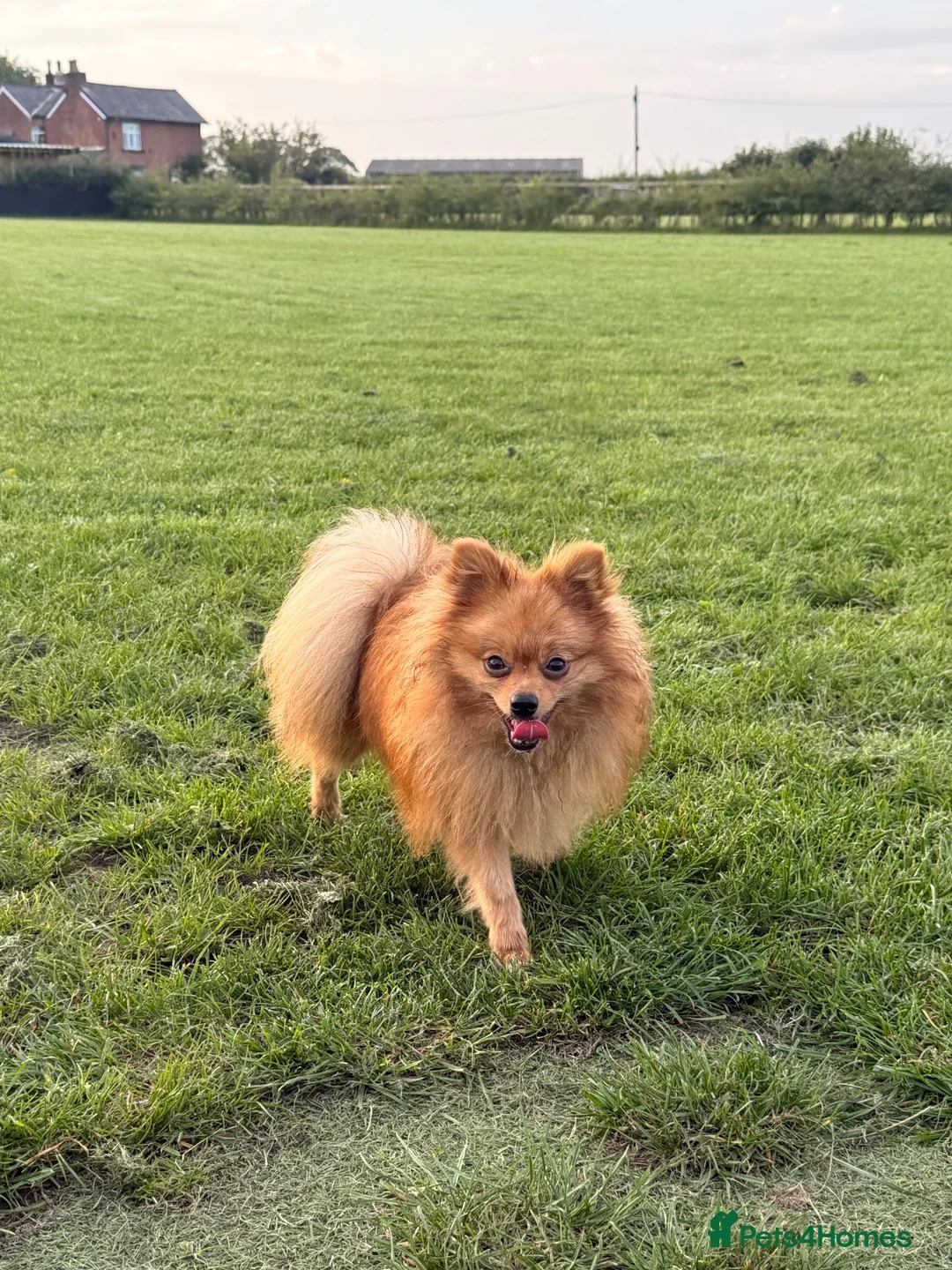 Pomeranian dogs for stud: 🐾Goofy 👀Those Eyes Say It All ❤️ - Advert 2