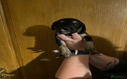 Mixed Breed dogs for sale: Cocker spaniel crosses - Image 7