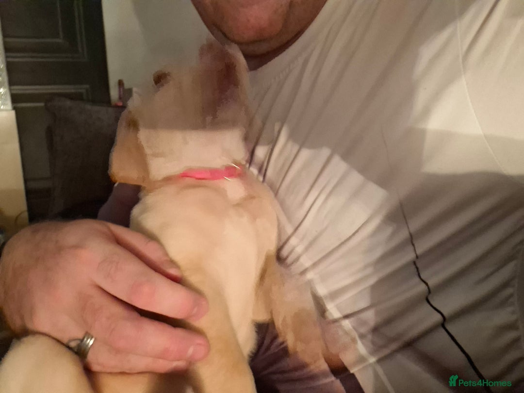 Labrador Retriever dogs for sale: Labrador puppies - Advert 15