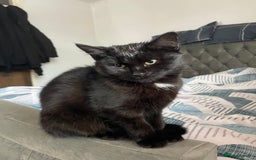 Bombay cats for sale: Adorable 3 Healthy kittens ready for new homes - Image 9