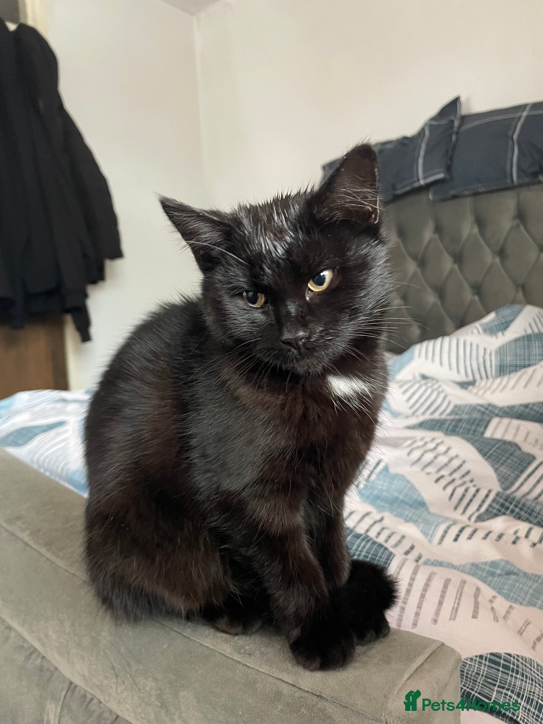 Bombay cats for sale: Adorable 3 Healthy kittens ready for new homes - Image 9