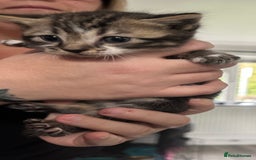 Bengal cats for sale: Bengal cross kittens  - Image 5