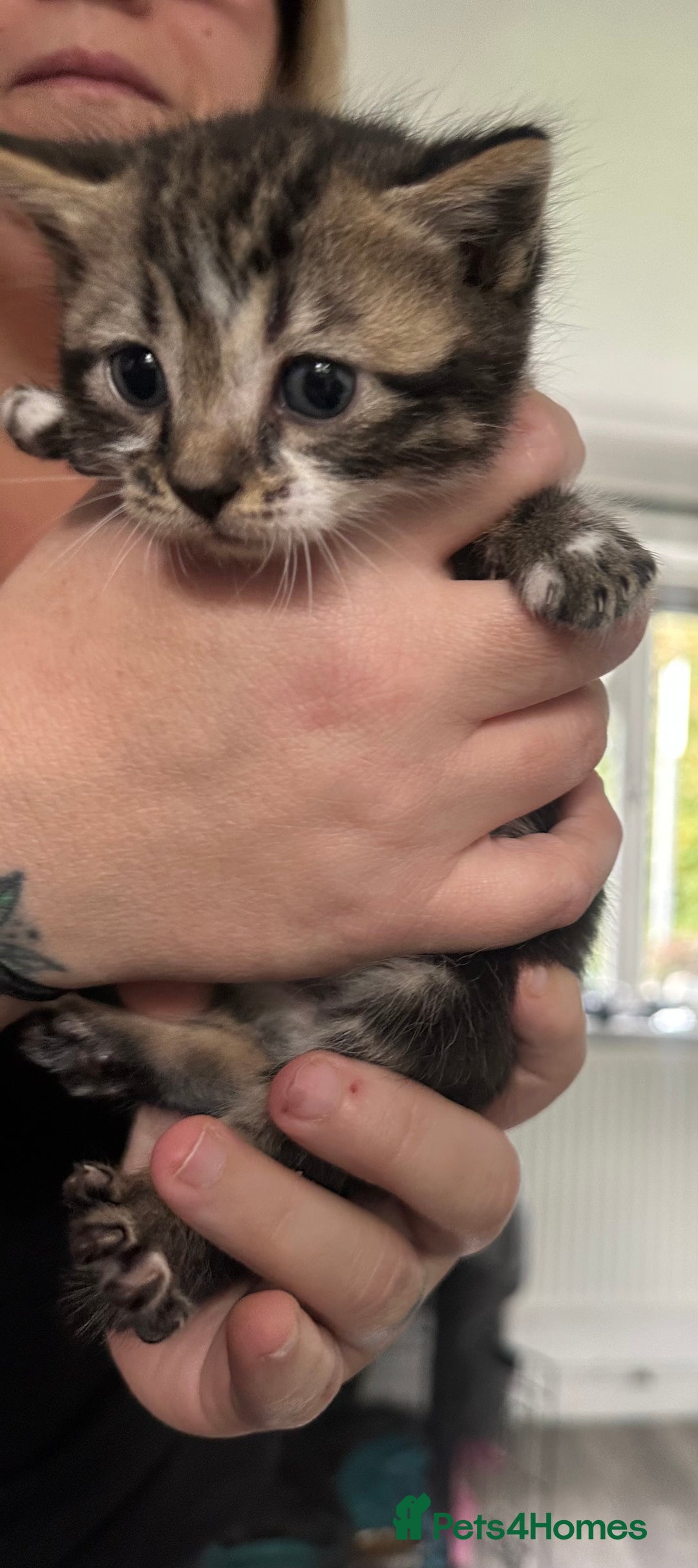 Bengal cats for sale: Bengal cross kittens  - Image 5