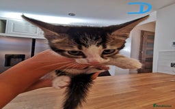 Mixed Breed cats for sale: Beautiful kittens ready now - Image 6