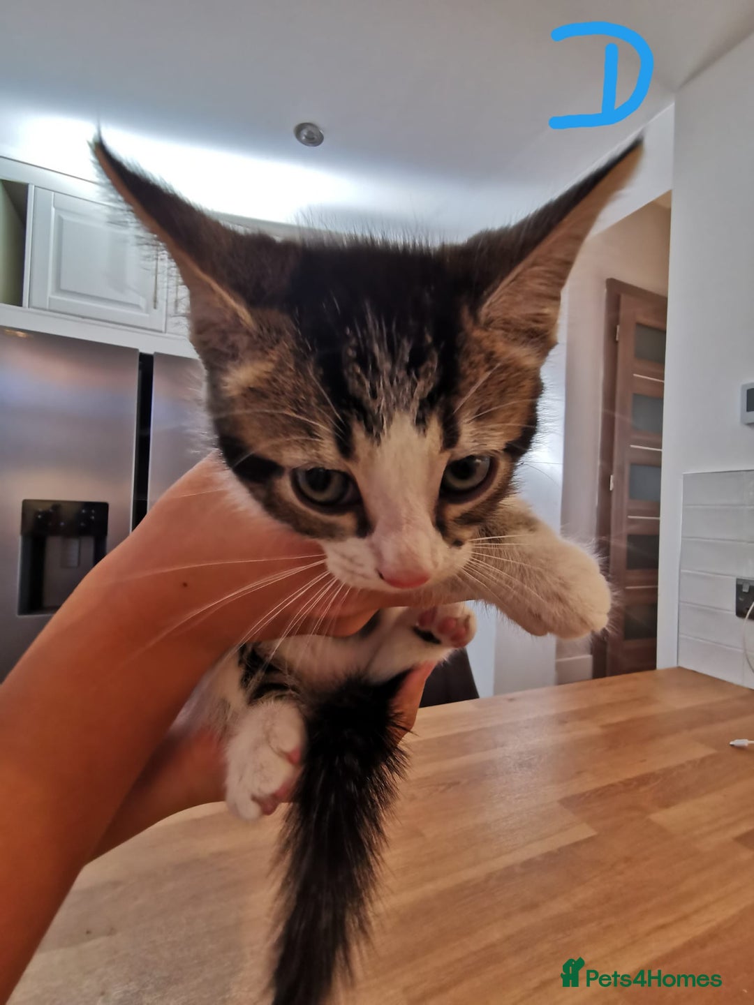 Mixed Breed cats for sale: Beautiful kittens ready now - Image 6