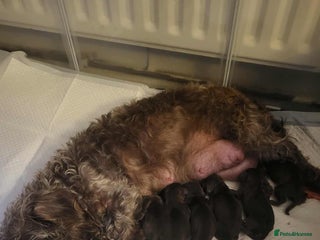 Mixed Breed dogs - Advert 5